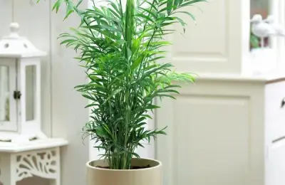 Plants Suitable for Apartments