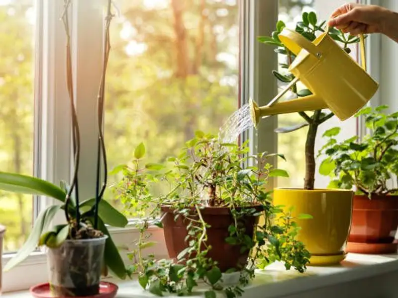 Idei pentru un decor natural și relaxant în casa ta