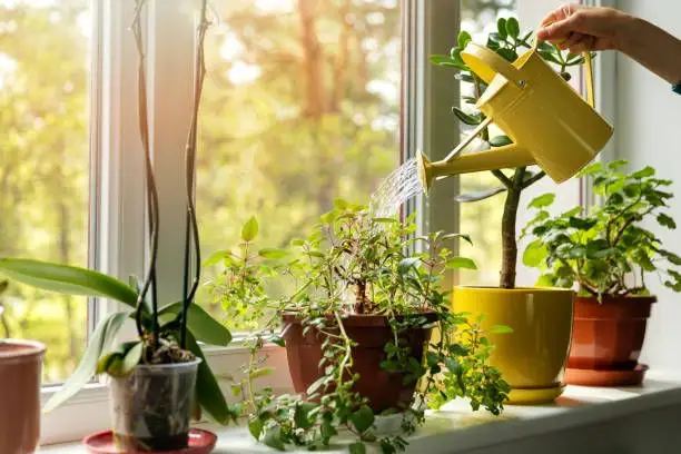 Idei pentru un decor natural și relaxant în casa ta