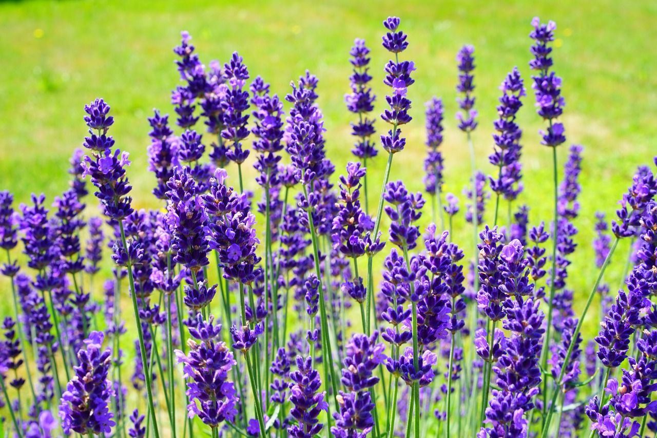 Lavanda  sfaturi utile pentru crestere si ingrijire