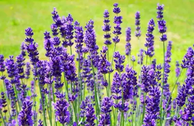 Lavender: Useful Tips for Growth and Care