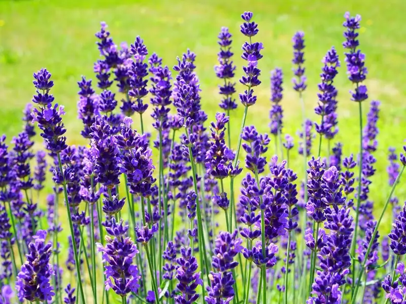 Lavanda sfaturi utile pentru crestere si ingrijire