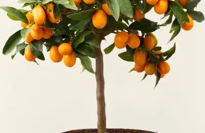 Dwarf Fruit Trees for Your Balcony: A Complete Guide to Creating a Mini Orchard at Home