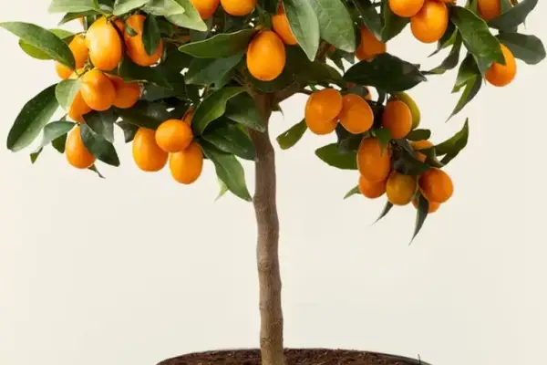 Plante fructifere pitice pentru balcon: ghid complet pentru o mini-livadă acasă