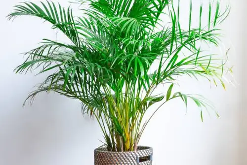 Top 6 plante ideale pentru a răcori vara casa