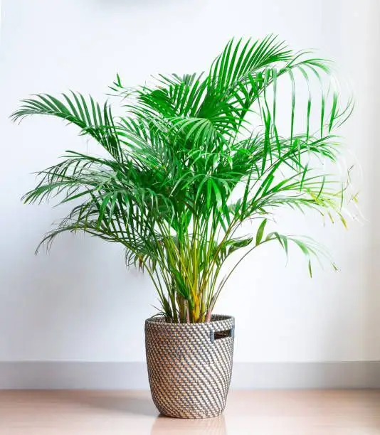 Top 6 plante ideale pentru a răcori vara casa