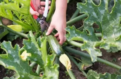 De ce am plantat dovlecei pe un metru pătrat de soare: Ghidul meu pentru o recoltă regală și fără efort