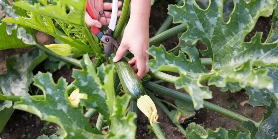 De ce am plantat dovlecei pe un metru pătrat de soare: Ghidul meu pentru o recoltă regală și fără efort