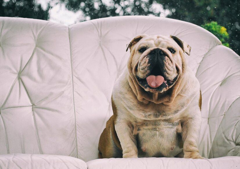 Dog Breeds Suitable for Small Apartments