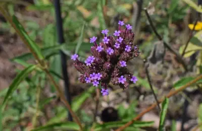Plants That Repel Mosquitoes