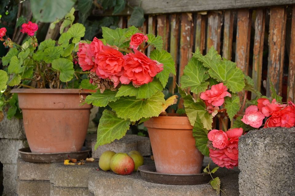 Begonia  sfaturi pentru plantare si reproducere