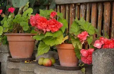 Begonia: Tips for Planting and Propagation