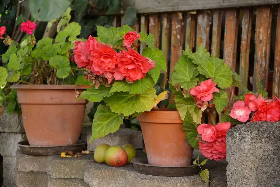 Begonia: Tips for Planting and Propagation