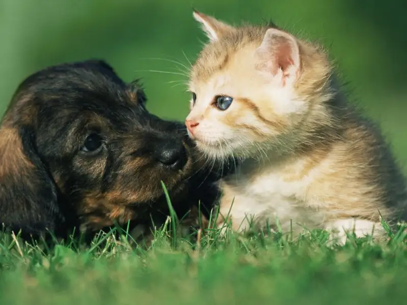 Pisica vs. câine: ce animal de companie ți se potrivește?