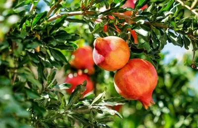 Tutorial: How to Plant a Pomegranate Tree (VIDEO)