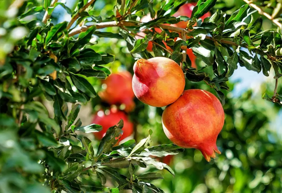 Tutorial: How to Plant a Pomegranate Tree (VIDEO)