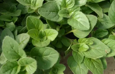 Tutorial: How to Plant and Grow Oregano (VIDEO)