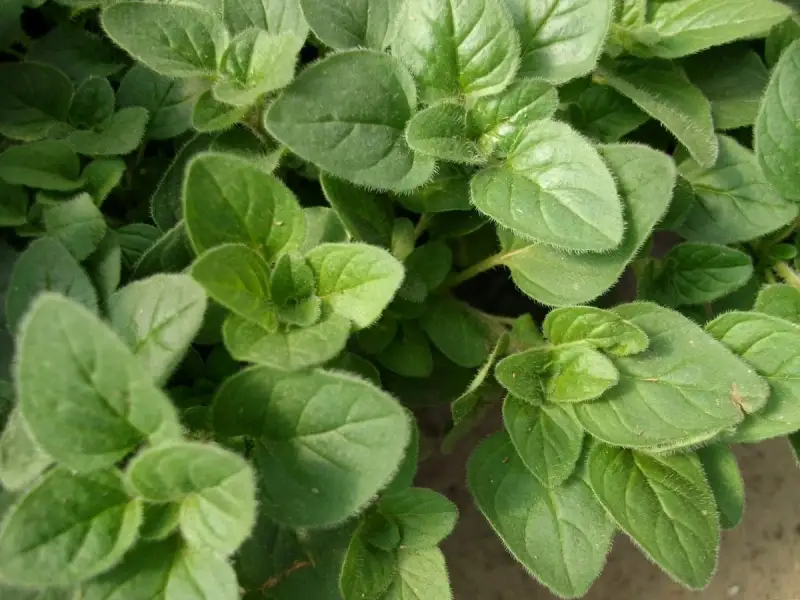 TUTORIAL: Cum sa plantezi si sa cresti oregano? (VIDEO)