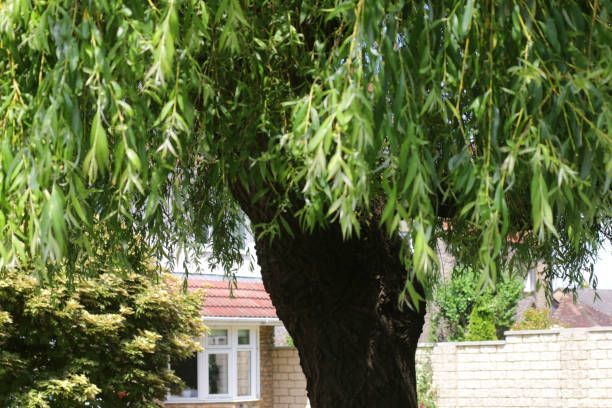 Top 6 plante ideale pentru amenajarea unui loc cu umbră în curte