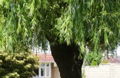 Top 6 Plants for Shaded Yards in Romania