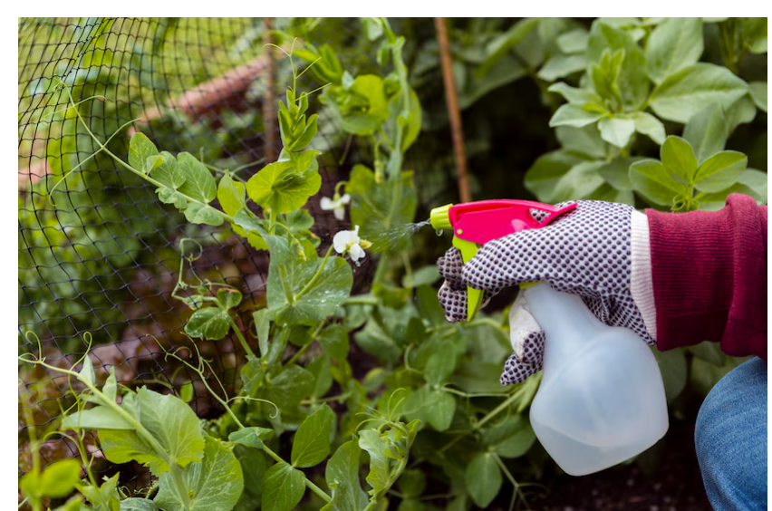 Effective Pest Control Solutions for Your Spring Garden