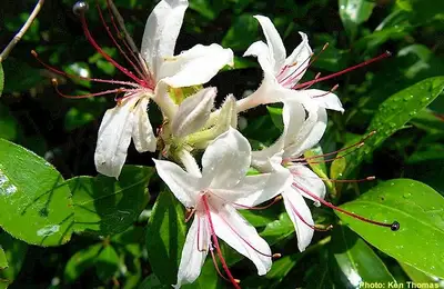 How to Plant Lonicera chinensis?