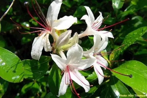 Cum se planteaza Lonicera chinensis?