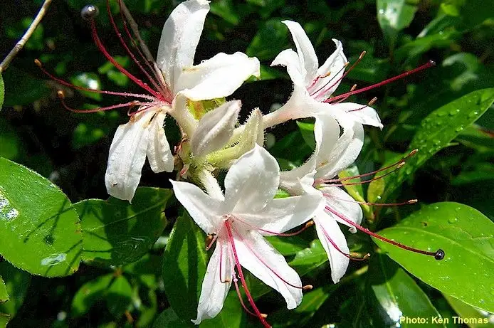 Cum se planteaza Lonicera chinensis?