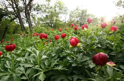 Planting Peonies: A Guide