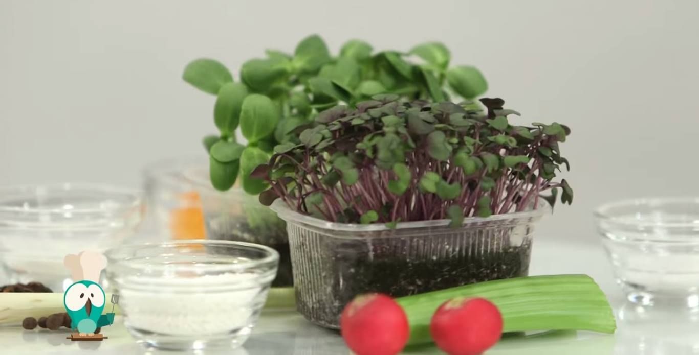 Cristian Tudor (Microgreens), despre cele mai tinere plante din agricultura romaneasca