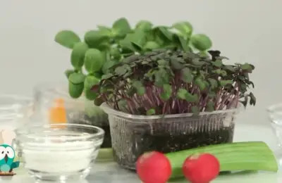 Cristian Tudor (Microgreens) on Romania's Youngest Agricultural Plants