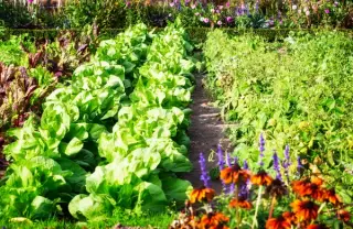 Plante gratis în iunie: 7 flori și legume pe care le poți înmulți acum prin butăși