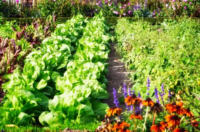 Plante gratis în iunie: 7 flori și legume pe care le poți înmulți acum prin butăși