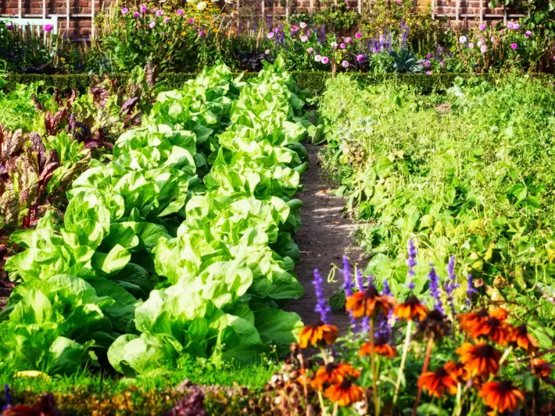 Plante gratis în iunie: 7 flori și legume pe care le poți înmulți acum prin butăși