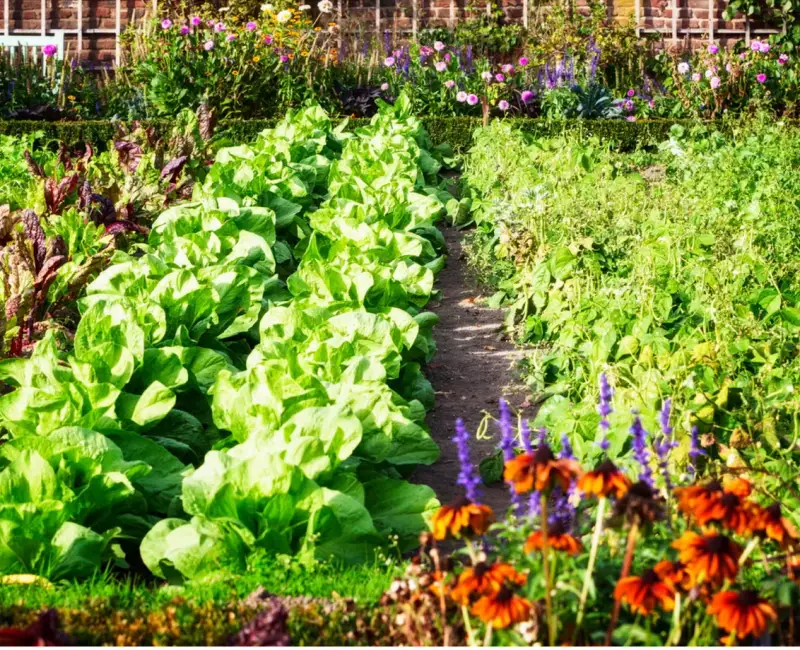 Plante gratis în iunie: 7 flori și legume pe care le poți înmulți acum prin butăși