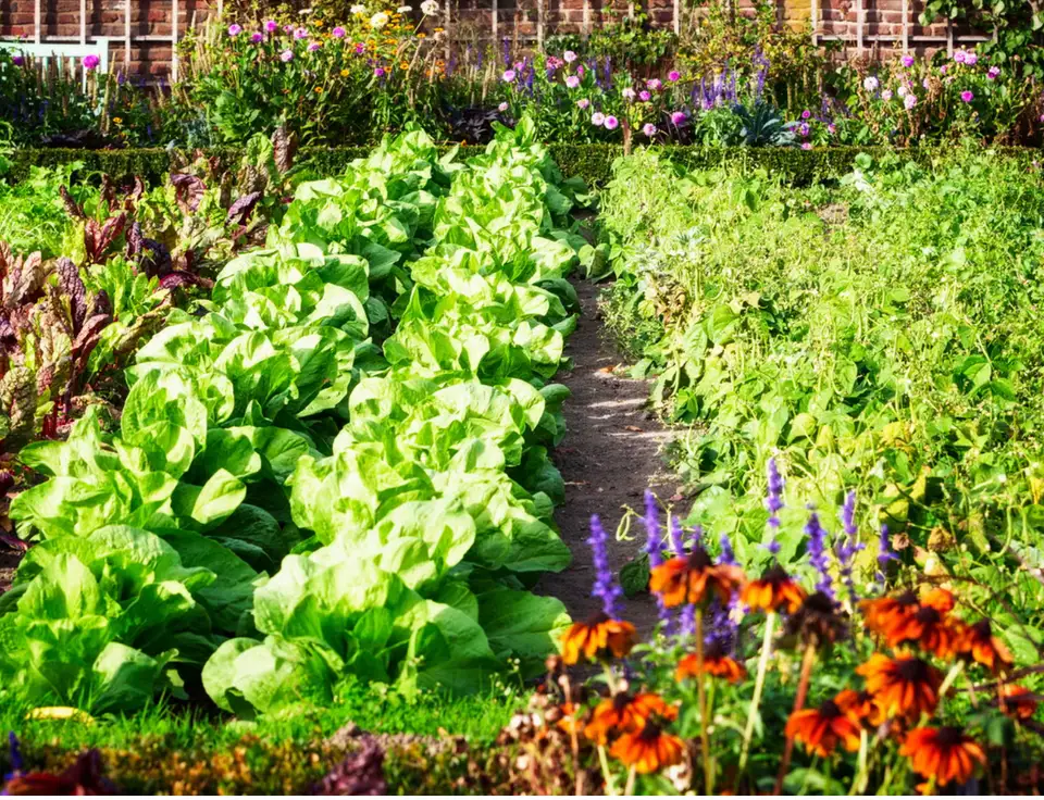 Plante gratis în iunie: 7 flori și legume pe care le poți înmulți acum prin butăși