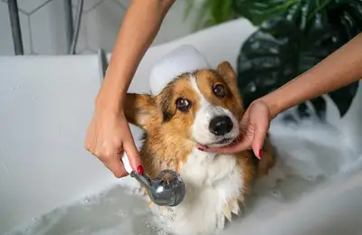 Dog Coat and Dental Care: A Complete Guide for a Healthy and Happy Friend