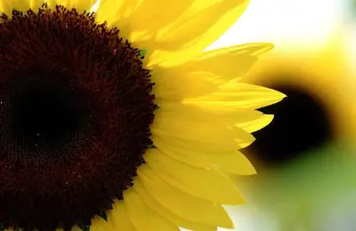 How to Plant Sunflowers (VIDEO)