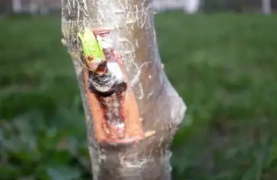 Tree Grafting by the Chip Budding Method