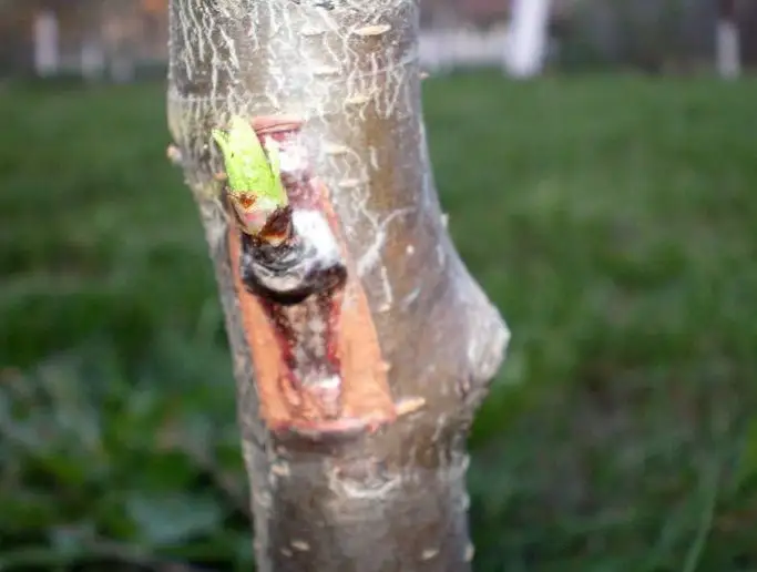 Tree Grafting by the Chip Budding Method