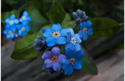 The Story of the "Forget-Me-Not" Flower
