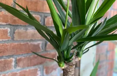 Yucca: Everything You Need to Know About Growing and Caring for One of the Most Popular Plants