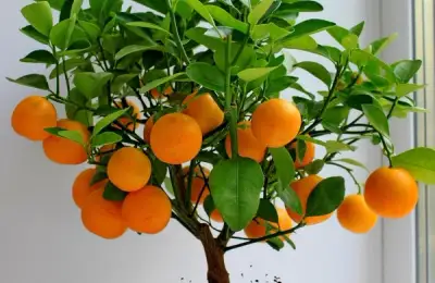 The Dwarf Mandarin, Perfect for Your Home