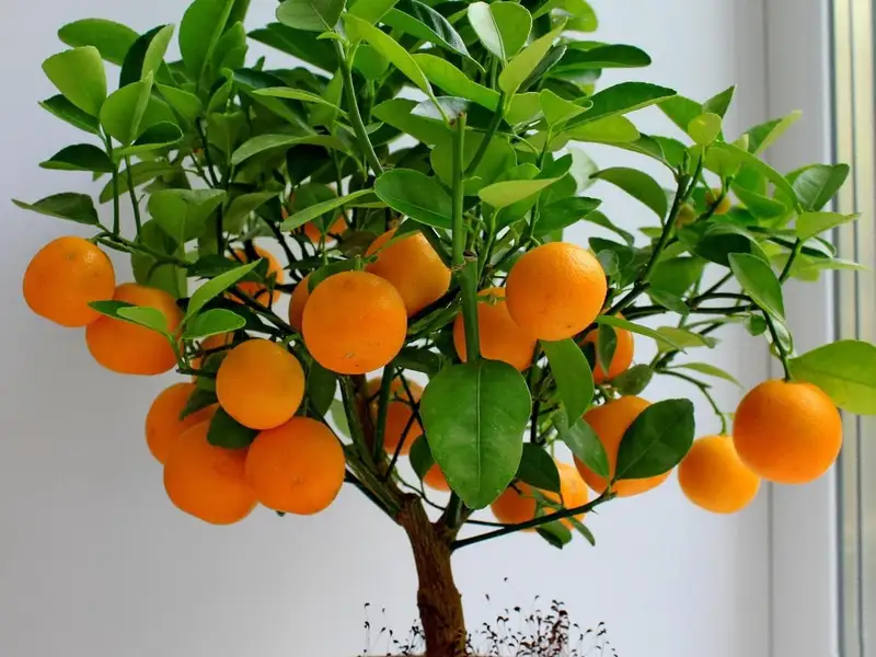 Mandarinul pitic, perfect pentru casa ta