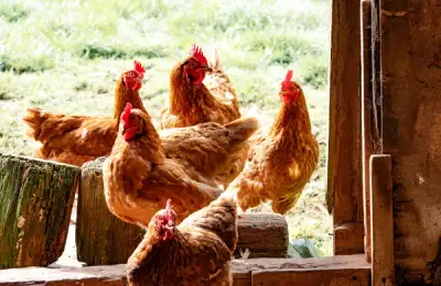 Building a Chicken Coop: Practical Tips