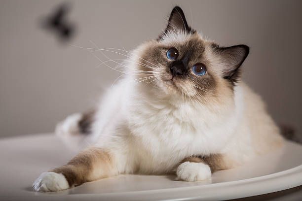 Today is International Cat Day!