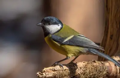 The Little Acrobat: How to Attract the Great Tit to Your Garden All Year Round