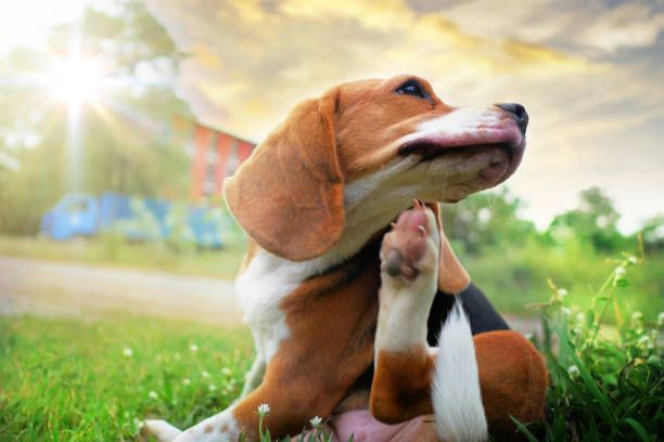 Top 6 Most Common Dog Allergies