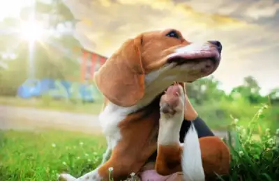 Top 6 Most Common Dog Allergies