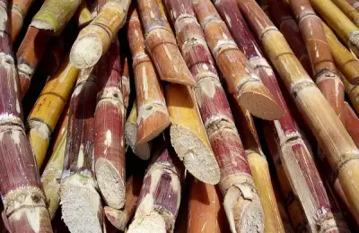 Tutorial: How to Plant Sugarcane (VIDEO)